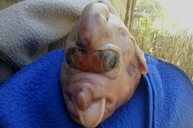 Una chancha parió un cerdo con una extraña trompa y ojos deformados
