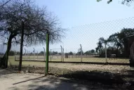Caballos pastan donde se debería jugar al básquet