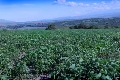 Estiman más rotaciones este año, en busca de obtener a futuro mejores condiciones del suelo