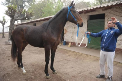 Los potrillos están listos para salir al ring de venta