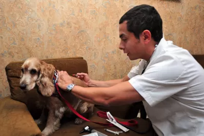 Desde partos a eutanasias, el veterinario a domicilio se convirtió en un servicio esencial