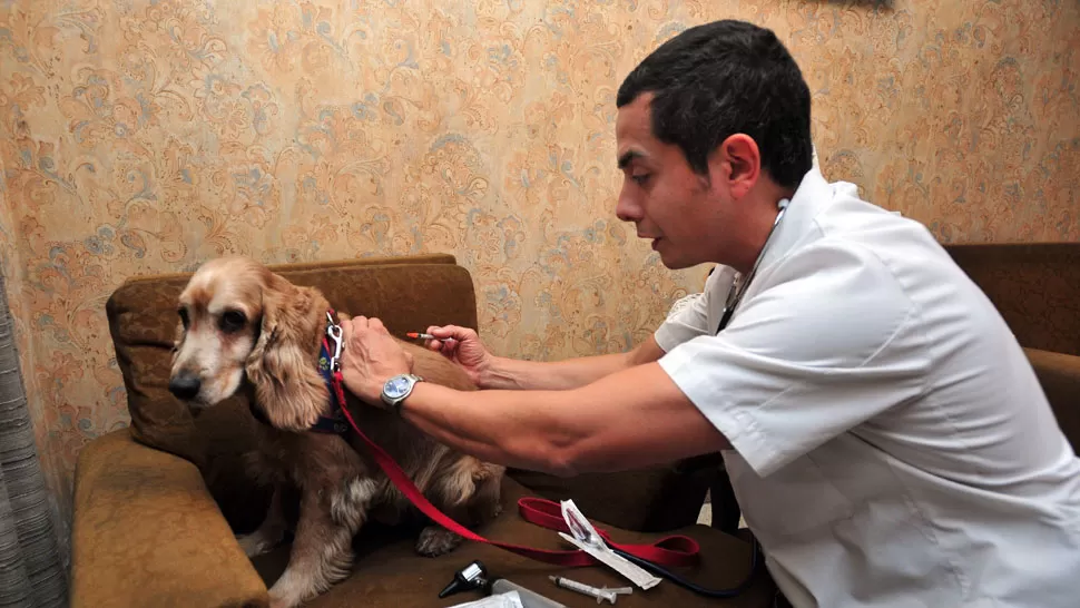 Los veterinarios coinciden en que aumentó la demanda del servicio a domicilio. Por comodidad y por necesidad, muchas veces llegarse hasta el consultorio del médico de animales es complicado. 