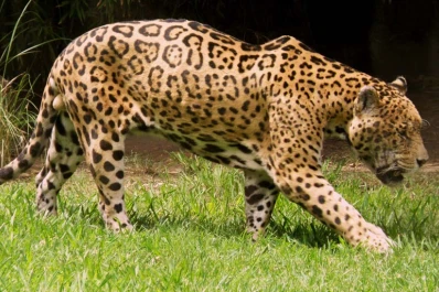 Salta: Matan a un yaguareté que huía del incendio forestal