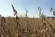 La inflación y la pérdida de competitividad ponen en riesgo al productor de granos