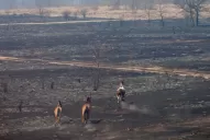 Las desoladoras imágenes de Córdoba tras el incendio