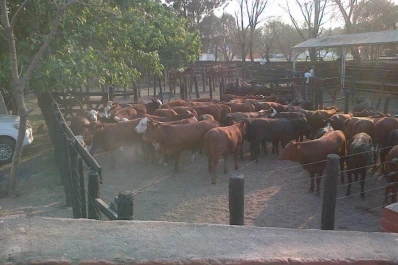Los costos destruyen la rentabilidad del ganadero