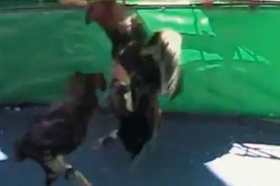 Un documental sobre riñas de gallos fue filmado en Tucumán