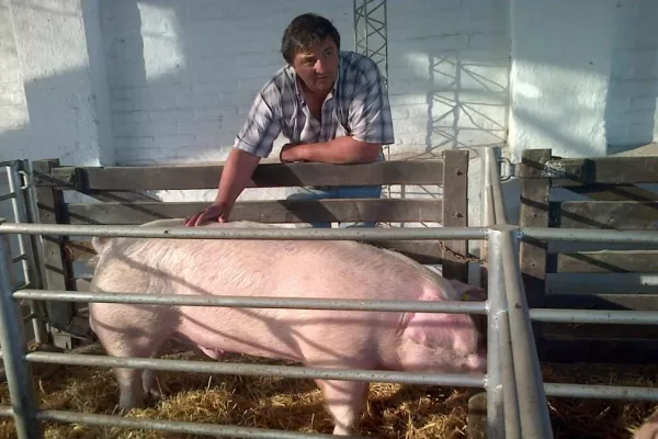 El productor porcino busca animales de buena genética