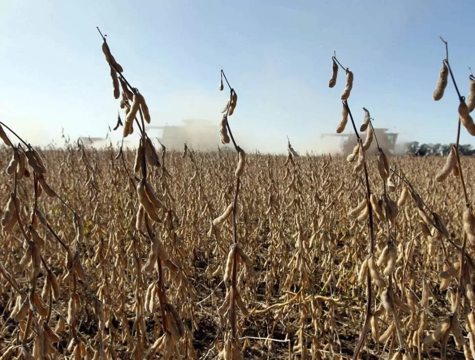 CAMPOS EN CRISIS. La producción sojera 2013, tanto en Tucumán como en todo el NOA, mostró los efectos de la fuerte sequía que debió enfrentar el cultivo. REUTERS