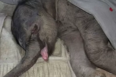 Un elefante bebé lloró tras ser rechazado por su madre