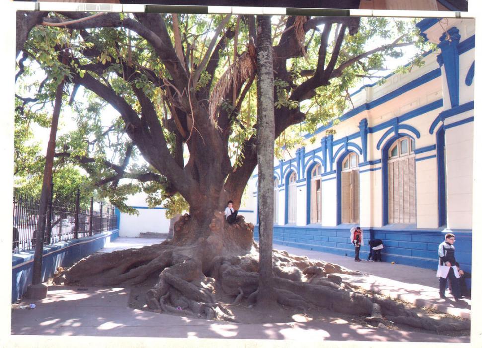 ESCUELA MÁRMOL, EX MORENO. Un árbol con enormes raíces sombrea el patio del frente.