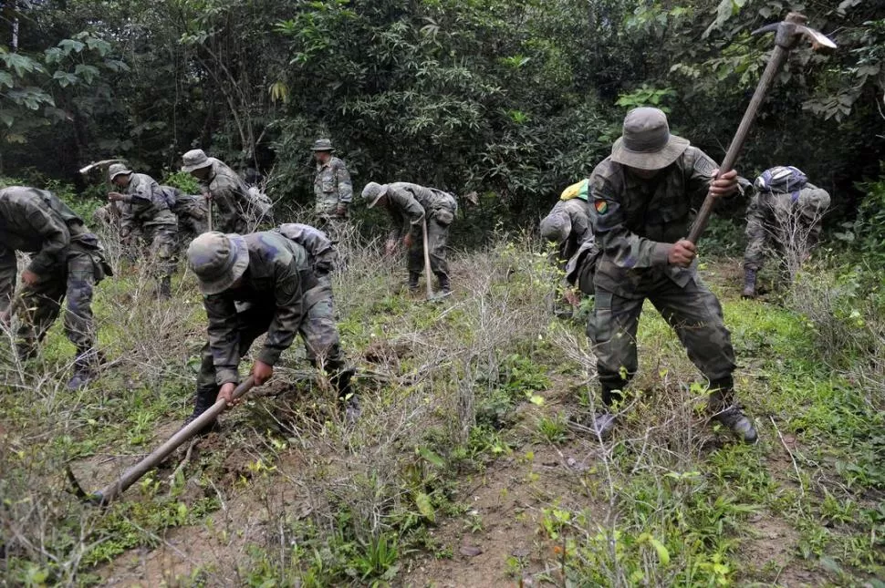 ACCIÓN OFICIAL. Soldados bolivianos destruyen un plantío de coca. AFP (ARCHIVO)