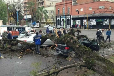 Esperaban en un semáforo y un árbol se les vino encima de sus autos