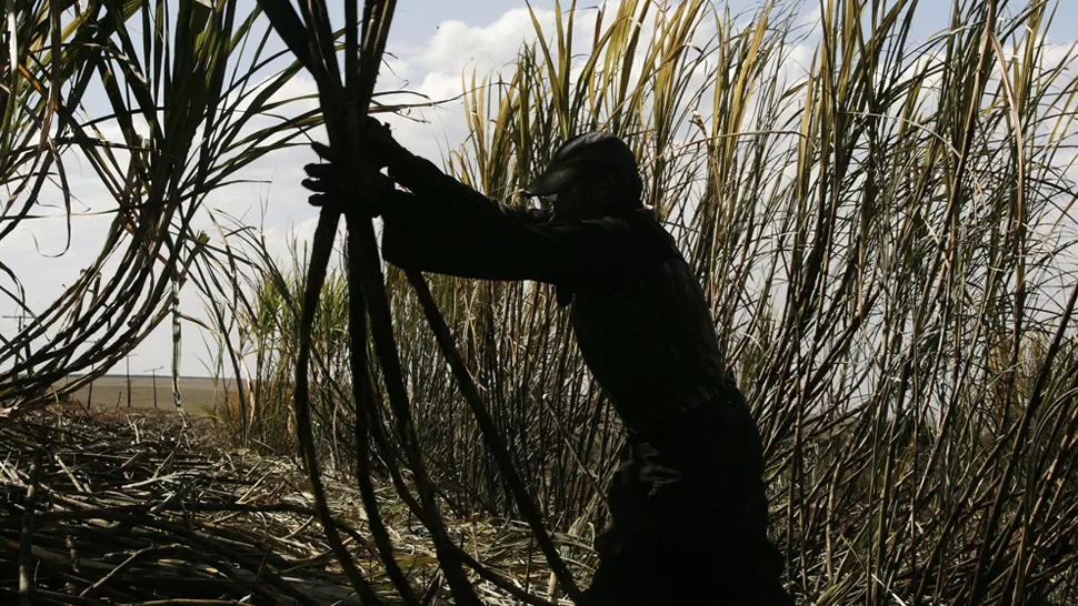 EN EL CAÑAVERAL. Fotia denuncia en forma permanente el trabajo en negro en el sector azucarero, FOTO TOMADA DE ELMUNDO.COM