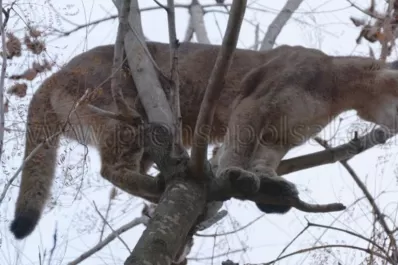 Rescataron a un puma, en una finca de Salta, pero murió por el estrés