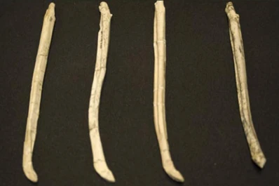 Hallan un hueso de pene de oso de nueve millones de años