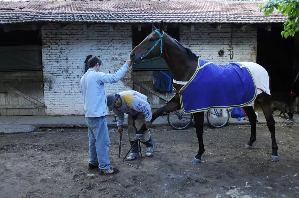 PUESTA A PUNTO. El herrero Gustavo Ariel Galarza está a punto de terminar su trabajo con el caballo Mogur, que correrá el Gran Premio Batalla de Tucumán. LA GACETA / FOTOS DE ANALIA JARAMILLO 