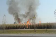 Sugieren revisar la brotación y el crecimiento de la caña