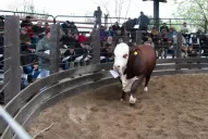 La Expo Ganadera reunió a cabañas  y a productores