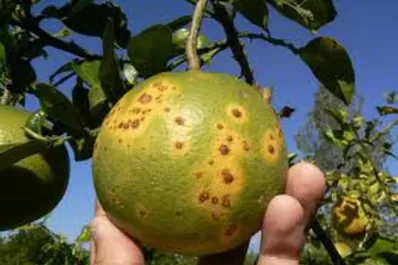 Jornada sobre el manejo de frutas cítricas del NOA