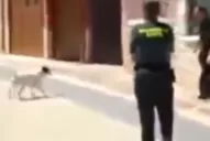 Policía ejecutó a un Pitbull de un disparo en plena calle