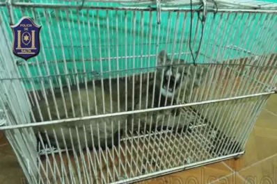 Rescatan un puma que una familia tenía como mascota