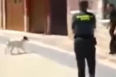 Policía ejecutó a un Pitbull de un disparo en plena calle