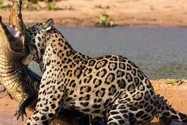 El video del ataque de un jaguar a un cocodrilo arrasa en YouTube
