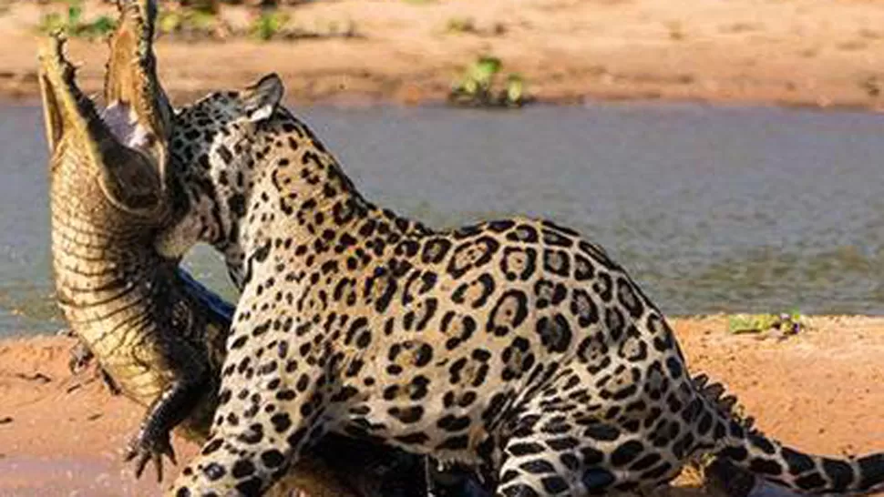 ATAQUE EFECTIVO. El jaguar redujo en pocos segundos al cocodrilo de más de dos metros. FOTO TOMADA DE THEGUARDIAN.COM