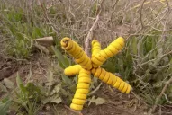 Descubren plantas con efectos antitumorales