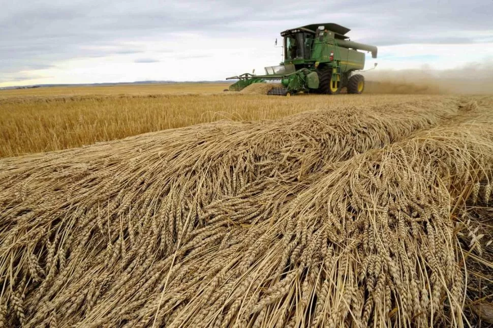 EFECTO. La falta de trigo elevó el precio minorista de la harina. REUTERS