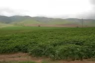 El pedemonte no favorece el empleo de maquinarias