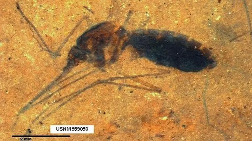 HALLAZGO. El fósil del mosquito de hace 46 millones de años. FOTO TOMADA DE ABC.ES