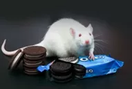 Estudio revela que las galletas Oreo son tan adictivas como la cocaína