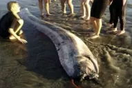 Otra serpiente marina gigante fue hallada en las aguas de California