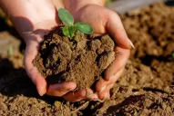 El rinde del cultivo en las zonas marginales depende de la conservación del agua de lluvia