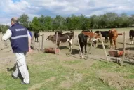 El Senasa suspendió a dos frigoríficos en Lules