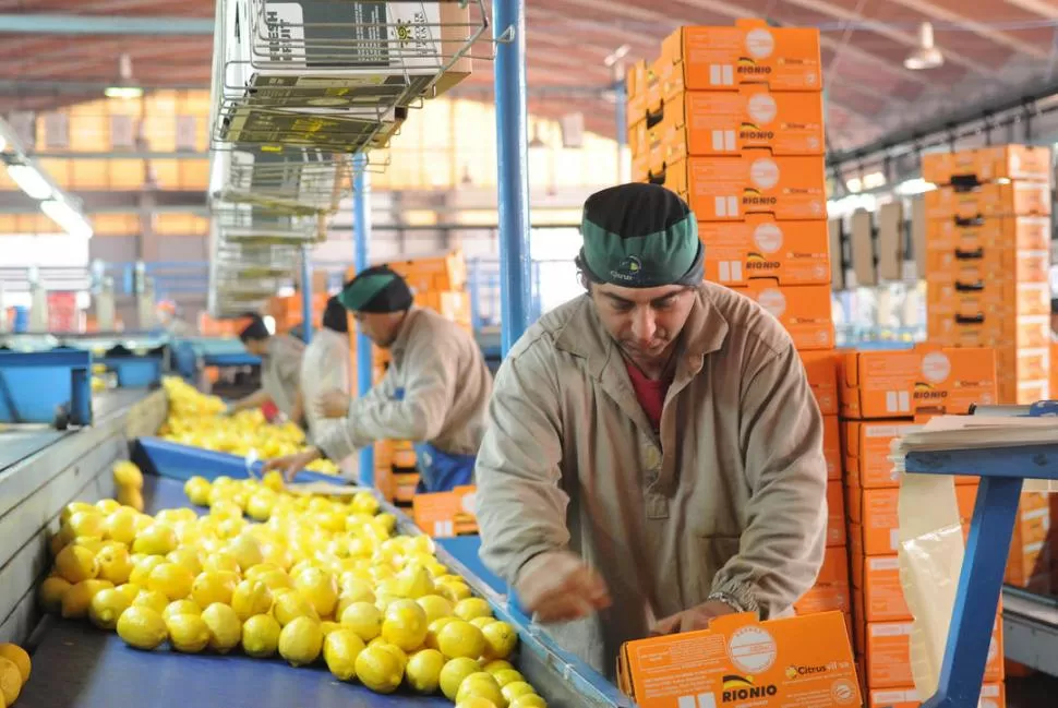 PRODUCCIÓN. La exportación de cítricos creció un 28% en el primer semestre de este año, producto de la mayor comercialización de fruta fresca, según datos oficiales.  LA GACETA / FOTO DE HECTOR PERALTA (ARCHIVO)