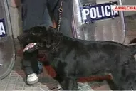 Chester, el perro que halló a Francesca tras 9 horas de angustia