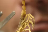 Alarma por la proliferacion de escorpiones en Santiago del Estero