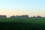 La falta de agua en el perfil del suelo será la característica principal de la siembra de soja