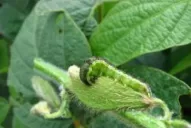 Hay que defenderse de orugas, arañuelas y trips