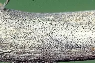 La podredumbre carbonosa dañó mucho