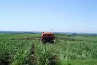 Un fertilizante para la caña de azúcar genera más rindes, mejor operatividad y menos costos