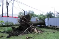 Las caídas de varios árboles alteraron la rutina de un hotel, un salón de fiestas y una cancha de tenis
