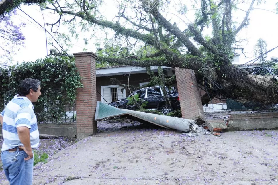 LÁGRIMAS. En Aconquija y Las Rosas un viejo árbol cayó sobre una lujosa camioneta Porsche y la dejó destrozada. Al menos arranca, dijo el dueño. LA GACETA / FOTOS DE ANALíA JARAMILLO