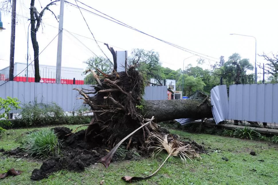 NO RESISTIÓ. En el jardín de un hotel Boutique, en Aconquija al 1.400, se desplomó un enorme pino que destruyó la cerca.
 