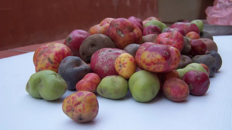 PAPA ANDINA. En la Quebrada de Humahuaca hay más de 40 variedades de papas. FOTO TOMADA DE INTA.GOV.AR