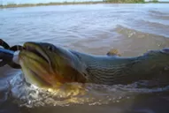 Extienden un año la veda para la pesca del dorado en Santiago del Estero