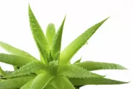Aloe Vera: la reina de las plantas medicinales